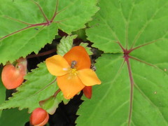 Begonia sutherlandii