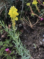Linaria angustissima
