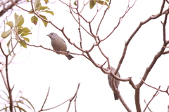 Thraupis sayaca