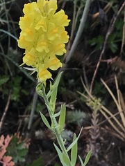 Linaria angustissima