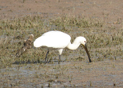 Platalea leucorodia