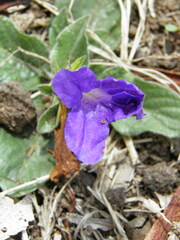 Ruellia lactea