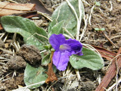 Ruellia lactea