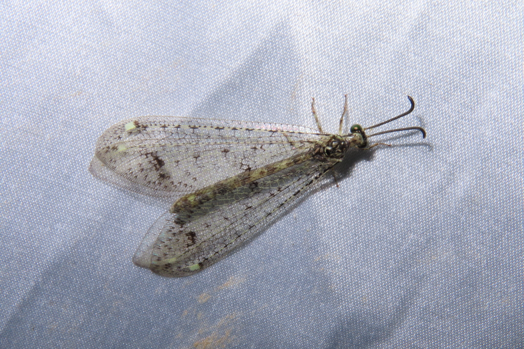 Acanthoplectrini