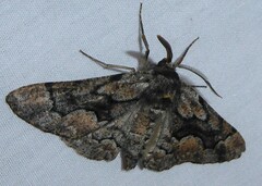 Phaeoura mexicanaria