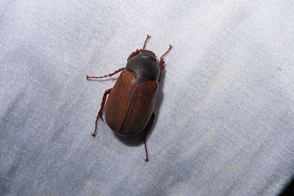 Holotrichia plumbea