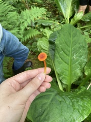 Mycena strobilinoidea