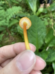 Mycena strobilinoidea
