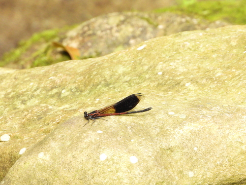 Formosan Damselfly photo 2
