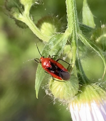 Tropidosteptes cardinalis