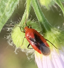 Tropidosteptes cardinalis