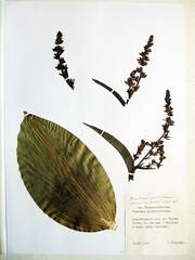 Veratrum grandiflorum