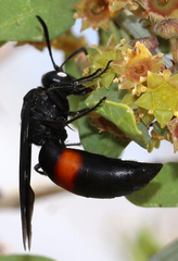 Stizoides renicinctus