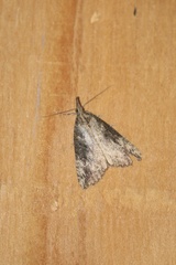 Hypena humuli