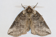 Euthyatira semicircularis