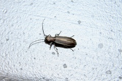 Oxacis cana