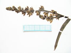 Veratrum grandiflorum