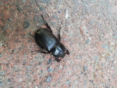 Phileurini