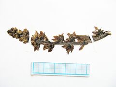 Veratrum grandiflorum