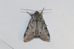Lacinipolia patalis