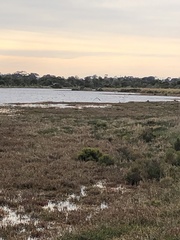 Egretta novaehollandiae