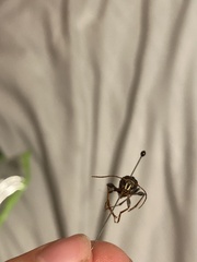 Neoclytus mucronatus