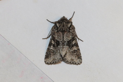 Lacinipolia cuneata