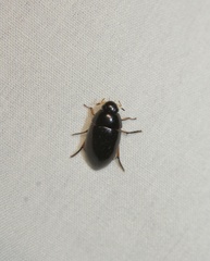 Tropisternus quadristriatus