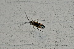 Orthotylus submarginatus