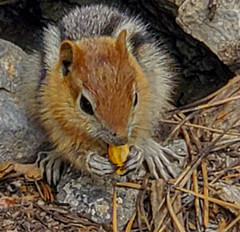 Callospermophilus lateralis certus