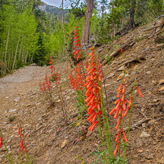 Penstemon rostriflorus