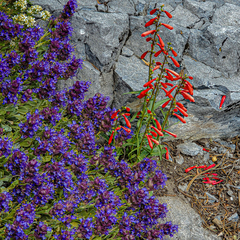 Penstemon rostriflorus