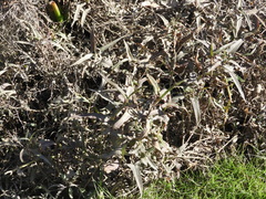 Persicaria stelligera