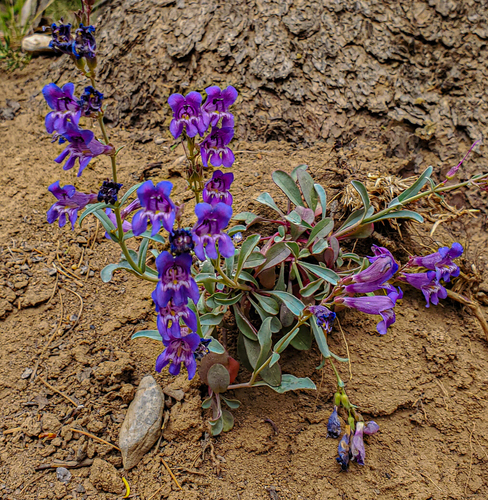 Penstemon leiophyllus