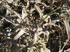 Persicaria stelligera