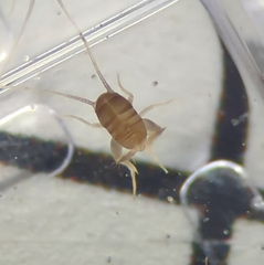 Myrmecophilidae