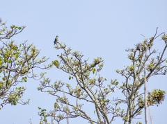 Amazona leucocephala