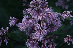 Syringa × prestoniae