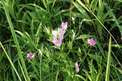 Sabatia campestris