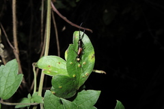 Paratimomenus flavocapitata