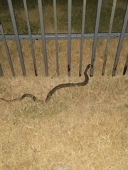 Nerodia erythrogaster