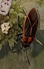 Ochrimnus lineoloides