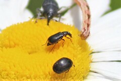 Attalus terminalis