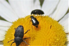 Attalus terminalis