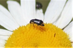 Attalus terminalis