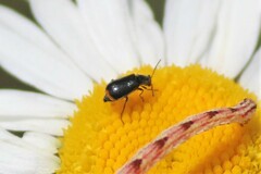 Attalus terminalis
