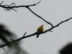 Cinnyris jugularis ornatus