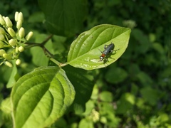 Oedemera croceicollis