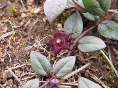 Brachystelma pulchellum