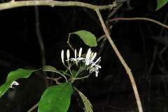 Tarenna gracilipes
